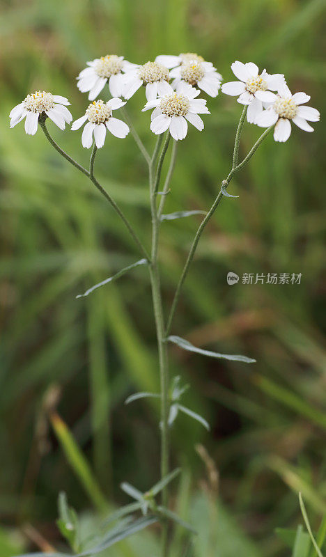 Sneezeweed ptarmica耆()